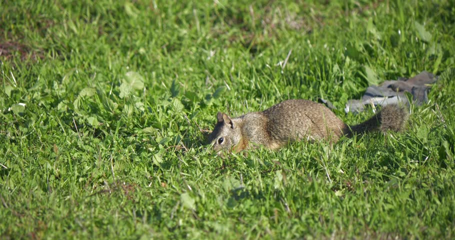 A ground squirrel feeding in green grass under bright daylight in a natural setting.