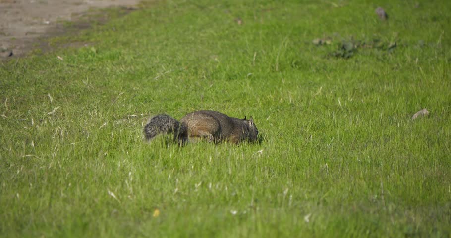 A slow-motion of ground squirrel eating in green grass field under bright daylight in a natural setting.