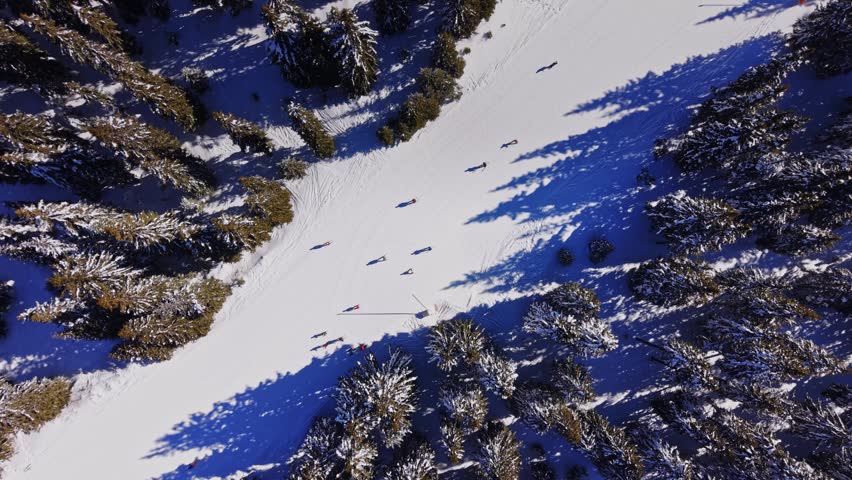 People are skiing on snow-covered slopes in the Carpathians, Bulgaria. Tall trees surround the area, and shadows stretch across the snowy ground under bright sunlight.