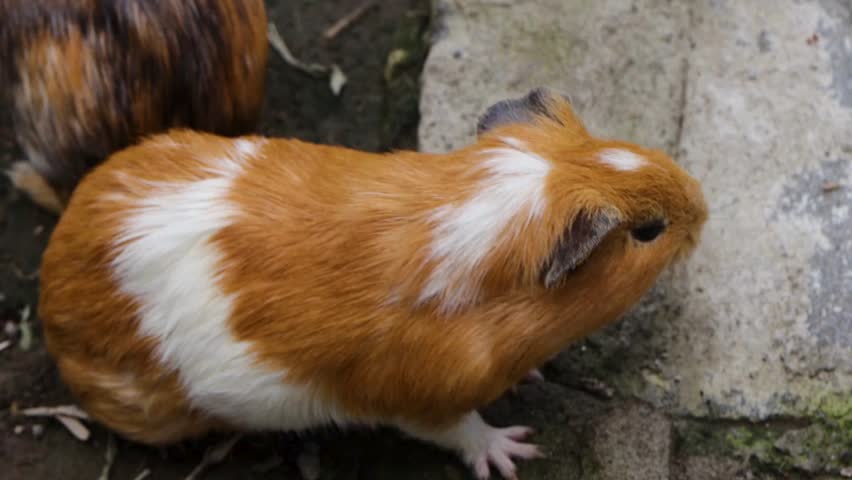 A cute guinea pig with brown, white, and golden fur resting on a stone surface in a natural outdoor setting. This high-quality wildlife and pet video captures the adorable appearance and calm behavior of the small mammal, making it ideal for pet care, animal, nature, educational, and family-friendly projects.