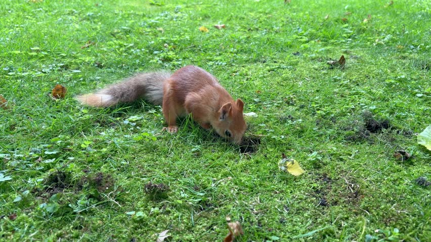 Red squirrel foraging and eating a nut on a green grassy lawn before running away	
