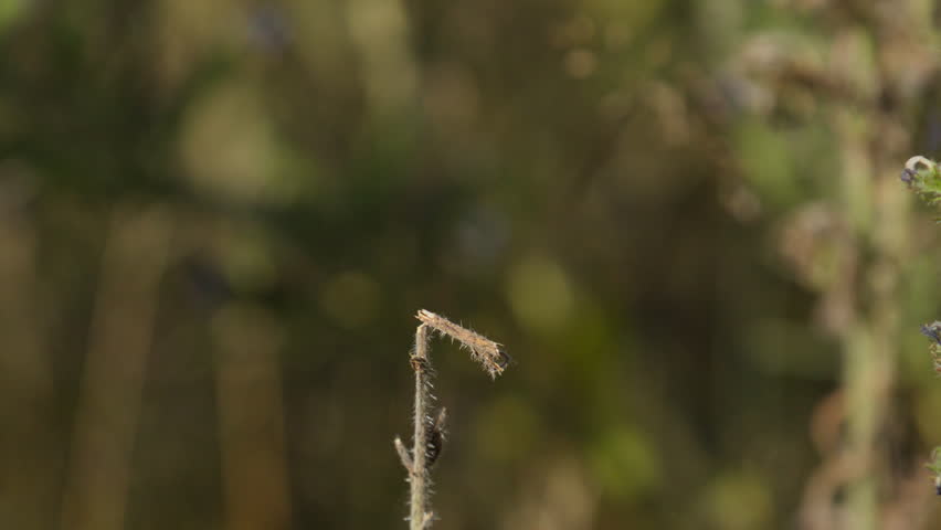 Side view of vibrant Broad Scarlet dragonfly landing on tip of plant in meadow