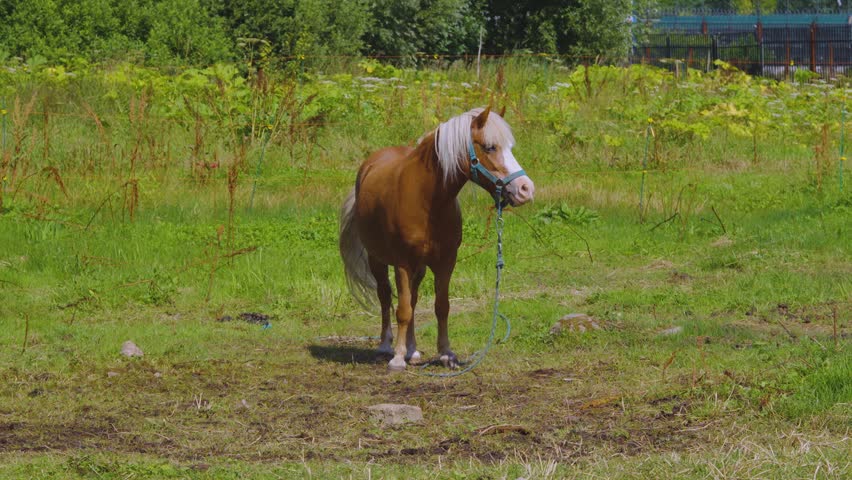 Chestnut Pony Grazing In Sunny Green Pasture With White Mane And Halter On Summer Day.