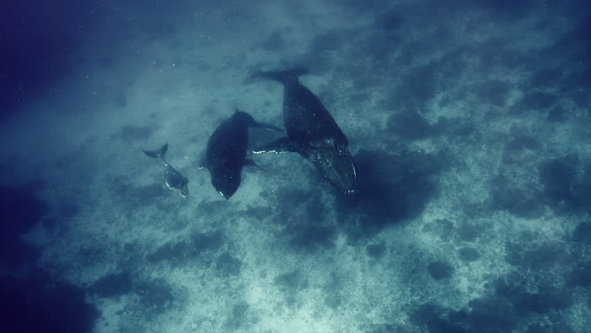 Crystal-clear underwater view of a humpback whale swimming effortlessly through the open ocean surrounded by deep blue water.
Breathtaking underwater footage capturing the gentle beauty and natural behavior of humpback whales in clear tropical waters. The collection includes intimate moments between mothers and calves, playful juveniles exploring their surroundings, and majestic adults gliding effortlessly through the blue ocean. These remarkable encounters showcase the strong bond between parent and offspring, the curiosity of young animals, and the elegance of one of the ocean