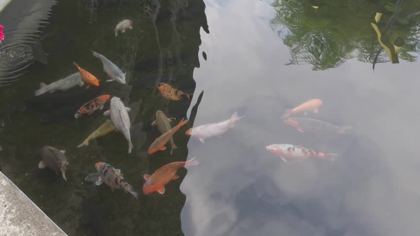 Sturgeon, trout, carp and other fish in one of the restaurants in Kobuleti. The best place for delicious food and relaxation