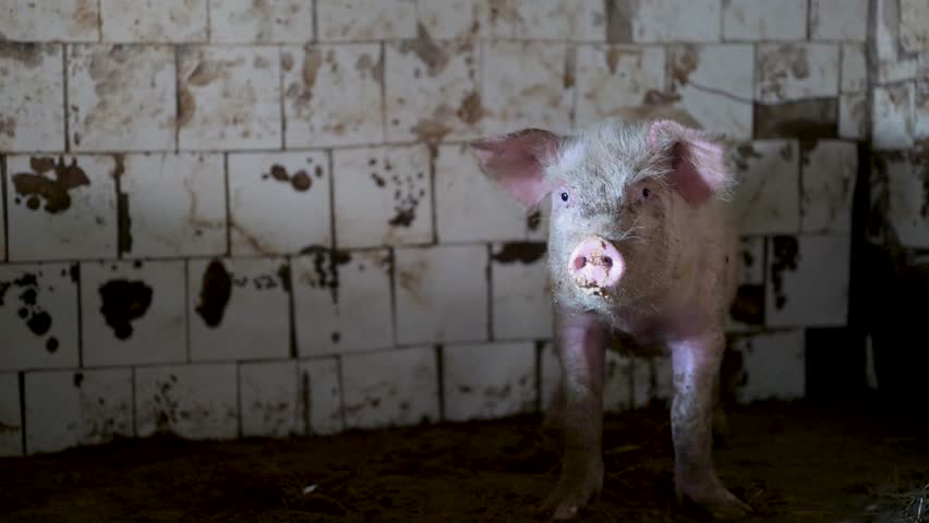 Small pig stands in muddy, tiled animal pen. Furry pink body, curious eyes, soft ears. Dark spots mar the wall behind. Ground is wet and stained with dirt. Light falls from above, softly illuminating