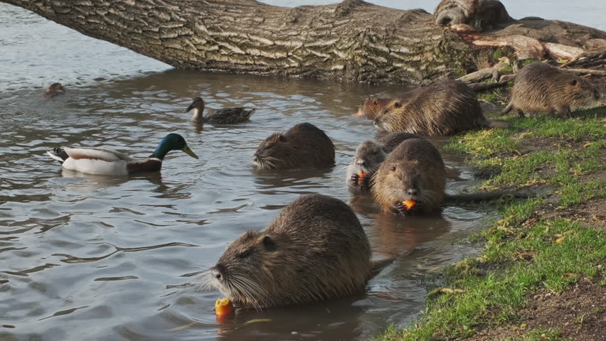 Nutria animals eating carrot on island in the Vivtava River, Prague, 4k