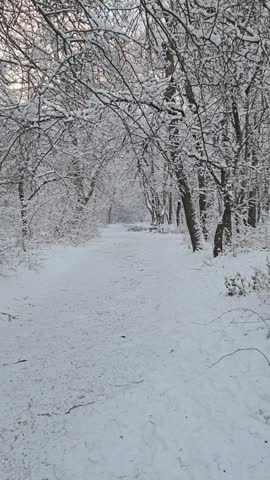 the path to the snow-covered forest