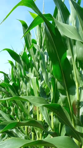 Tall green maize stalks with young corn cobs on an agricultural farm field