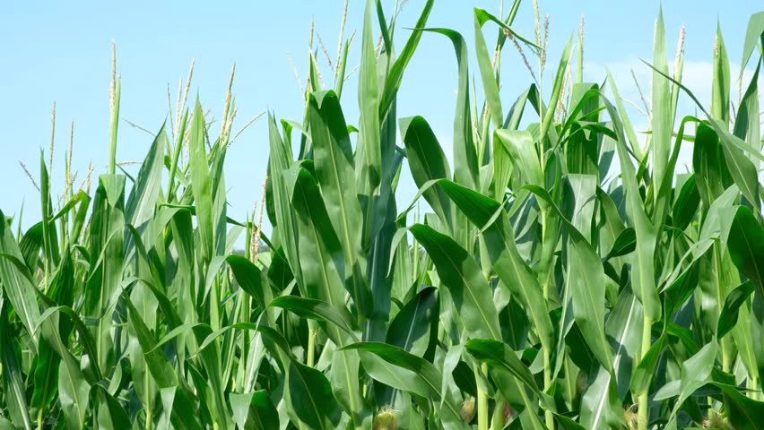 Tall green maize stalks with young corn cobs on an agricultural farm field.