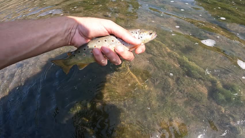 Catch and release concept. Fisherman hands gently releasing a wild Brown Trout (Salmo trutta) back into the clear water of a river.