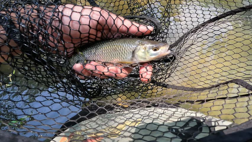 POV close-up of an angler holding a small European chub (Squalius cephalus) inside a black landing net over the water.