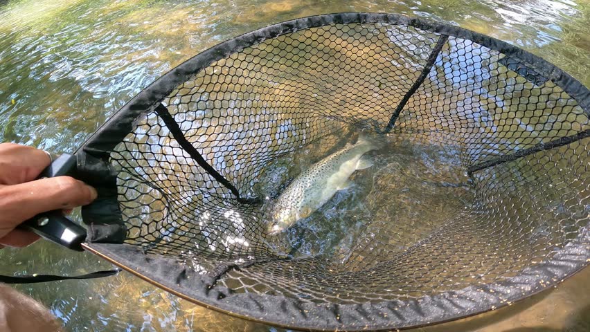 Catch and release of European Chub (Squalius cephalus) caught in a landing net in a shallow forest river.