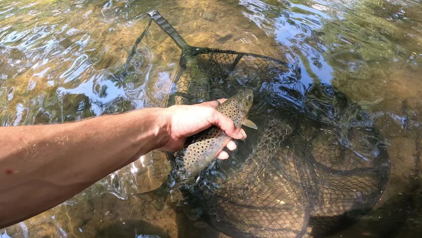 Catching a wild Brown Trout (Salmo trutta) in a forest river. Fisherman holding the fish in a net before release.