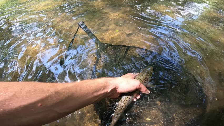 POV angler holding caught Brown Trout (Salmo trutta) in a landing net in a clear freshwater stream, sport fishing.