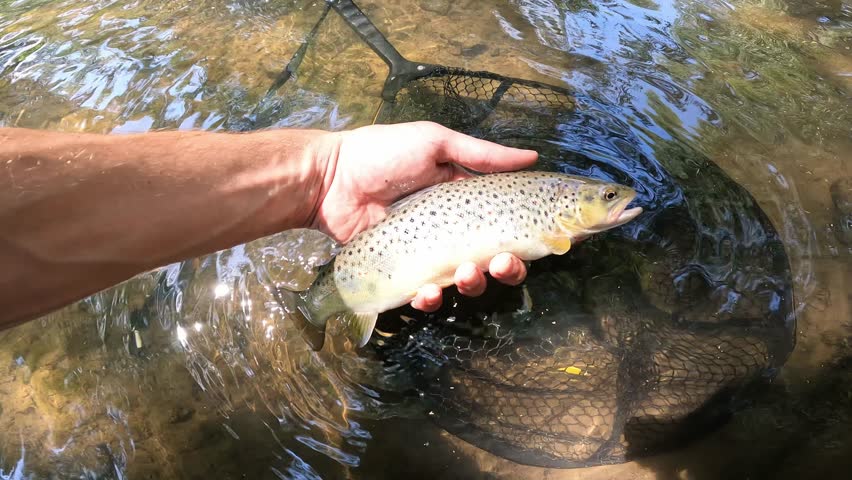 Close-up of a beautiful wild Brown Trout (Salmo trutta) with red spots held by a fisherman over a river.