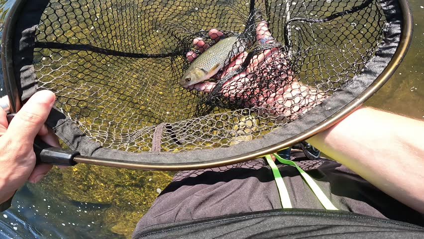 POV fisherman holding a caught European chub (Squalius cephalus) in a landing net, freshwater catch and release.