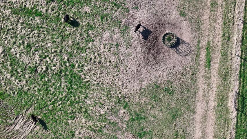 Pennsylvania Dairy Farm Pasture From Top Down Aerial View