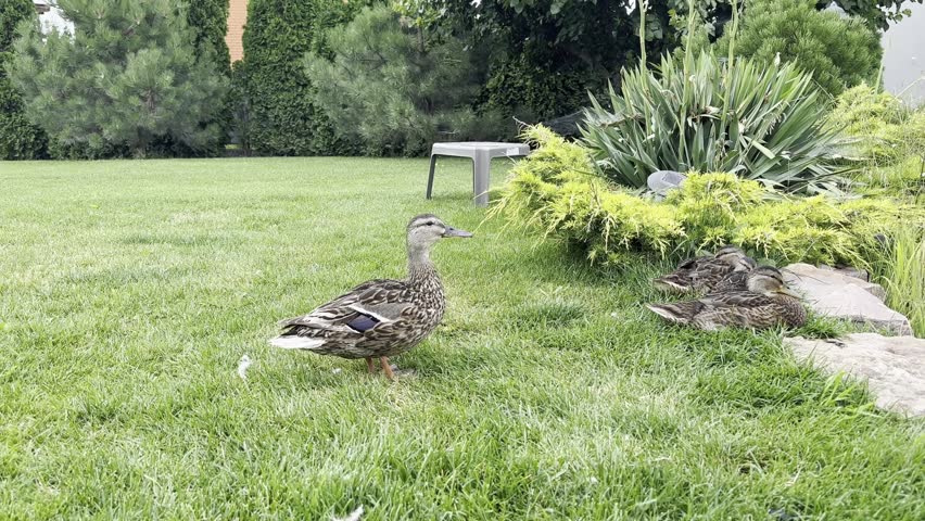 Wild ducks rest on lush green lawn beside garden pond surrounded by ornamental plants, shrubs, rocks, and well maintained landscape in natural daylight.