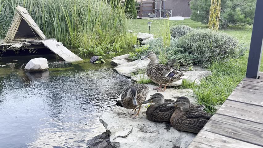 Wild ducks rest on rocky pond edge beside ornamental garden pond with reeds, aquatic plants, wooden bridge, stones, and calm water in natural daylight.