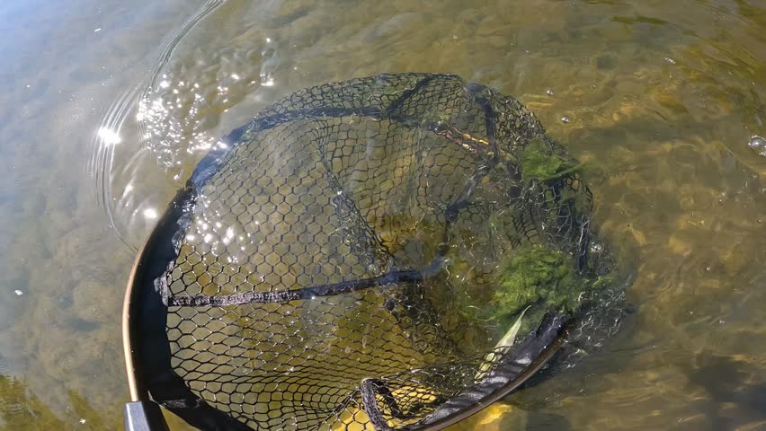 Underwater view of European Chub (Squalius cephalus) resting in a landing net, catch and release