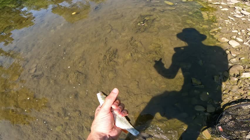 POV fisherman holding and safely releasing small European Chub (Squalius cephalus) into a river