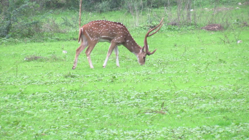 Male Spotted Deer Grazing on Fresh Green Grass in Natural Forest Habitat Wild Mammal Feeding Peacefully in Woodland Meadow Nature Wildlife Background Video