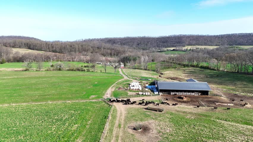 Pennsylvania Dairy Cattle and Corn Fields From Aerial View
