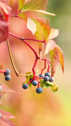 Close-up of autumn Virginia creeper vine with vibrant red stems, colorful leaves and blue berries in soft golden light.