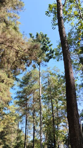 A low-angle view showing tall pine trees swaying in the wind and green canopies set against a clear blue sky on a sunny day.