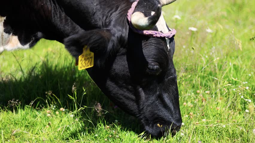 Cow grazing in a green summer meadow. Black and white cattle eating fresh grass on a sunny day. Agriculture, livestock farming and rural nature life concept.