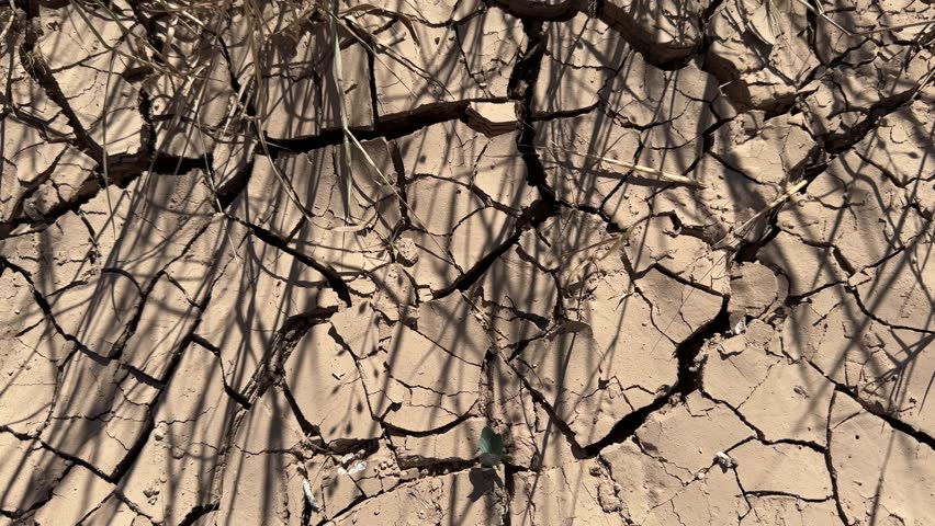 Close up of severely dry, cracked soil in a parched field under intense sunlight, symbolizing drought, global warming, and climate change effects on agriculture.
