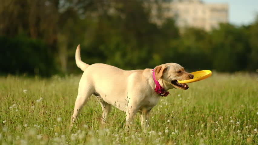Active yellow labrador dog running with yellow frisbee flying disc in mouth on grass.