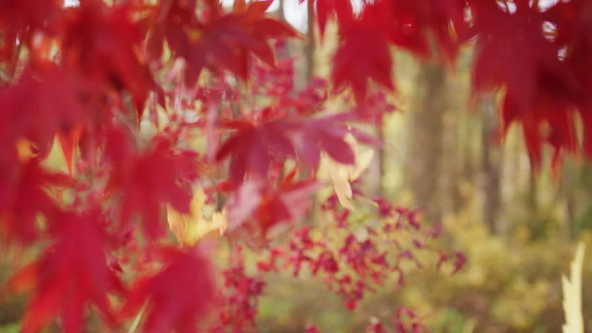 Foliage in the park. Autumn fall leaves of maple trees. Autumn fall leaves in sunlight. Natural autumn movement. Autumnal movement. Foliage, falling leaves movement. Autumn leaf.