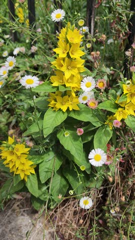Pink and white Mexican fleabane and yellow dotted loosestrife flowers swaying in the wind beside a metal fence. Peaceful cottage garden scene with delicate flowers and natural movement.