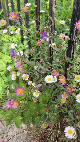 Pink and white Mexican fleabane flowers swaying gently in the wind beside a metal fence. Delicate cottage garden flowers creating a peaceful natural scene with soft movement and rustic charm.