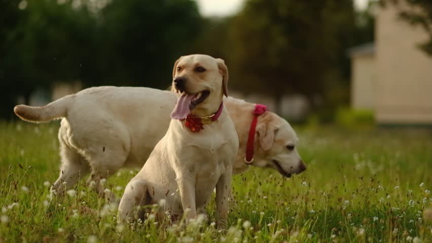 A young and an older yellow Labradors sit together on the grass.