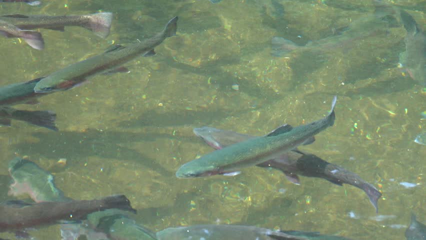 A school of rainbow trout (Oncorhynchus mykiss) is swimming in the water