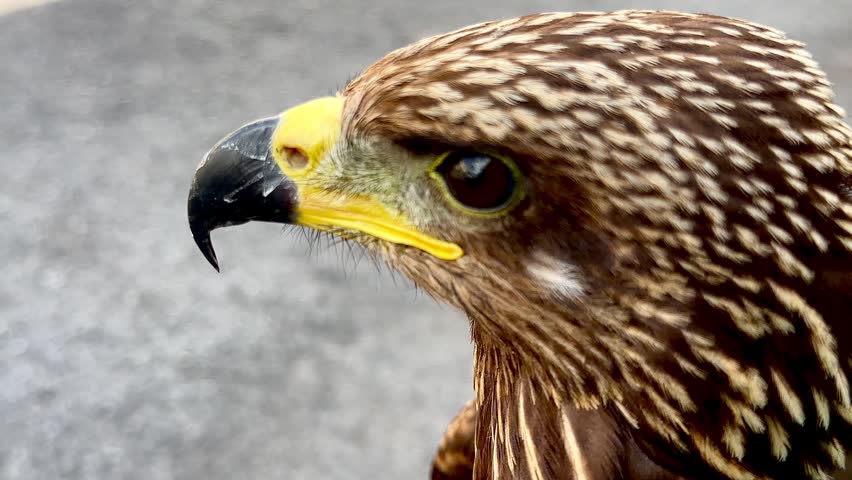 ⁠Close-up shot of a hawk head looking around outdoors