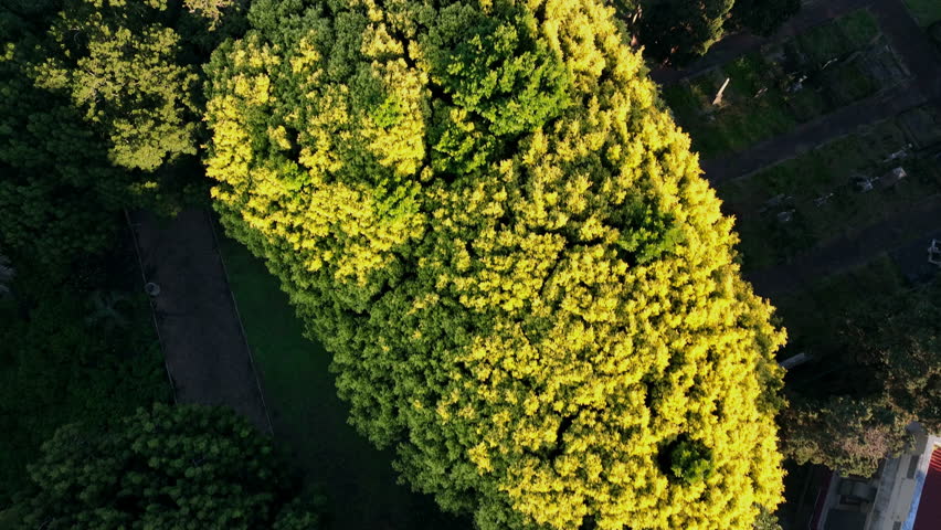 Aerial view of botanical gardens with graveyard 