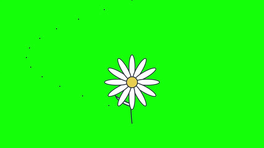 Four white daisy flowers with yellow centers and green stems feature dotted paths curving across a green screen. Ideal for spring promotions, nature animations, and floral graphic design.