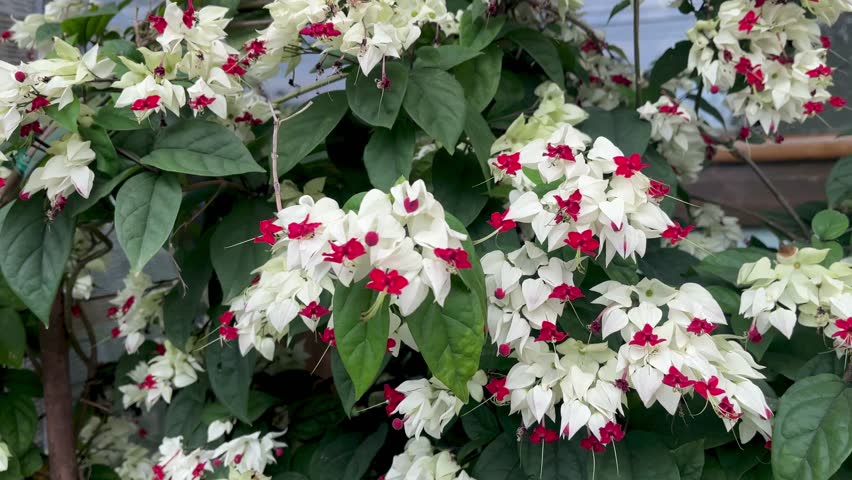 Beautiful Bleeding Heart Vine Flowers Blooming in Garden