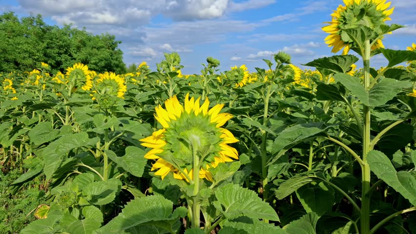 A field with yellow blooming sunflowers against the background of a blue sky.Summer landscape with sunflowers.