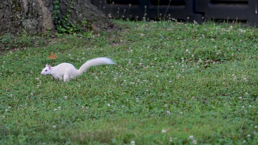 A rare white squirrel in a park in Olney, Illimois