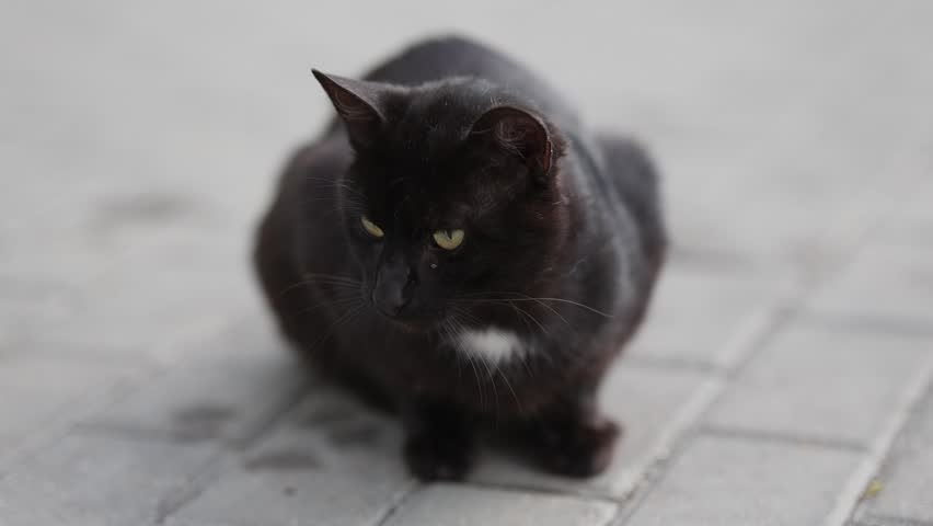Black cat sitting on paved ground. Feline looking around outside in outdoor setting. Pet relaxing on sidewalk. Animal head turning toward camera during rest.