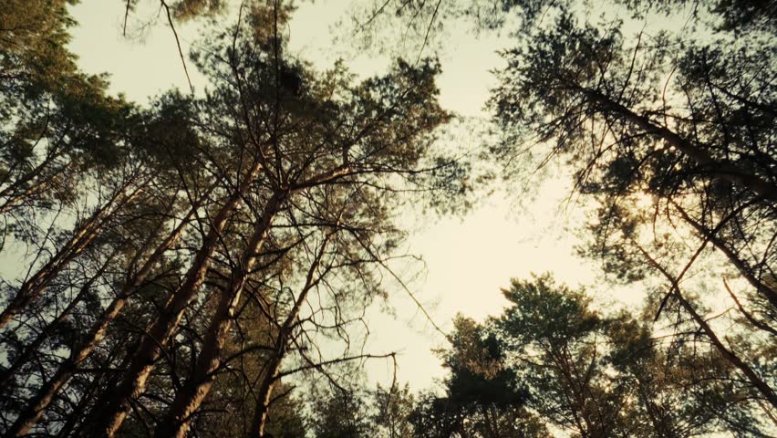 Golden Sunlight Setting Or Rising Through Forest Trees. Sun Beams Shining In Autumnal Woods. Scenic Nature Landscape, Tranquil Forest Scene, Bare Tree Trunks, Peaceful Outdoors. Beautiful Wilderness