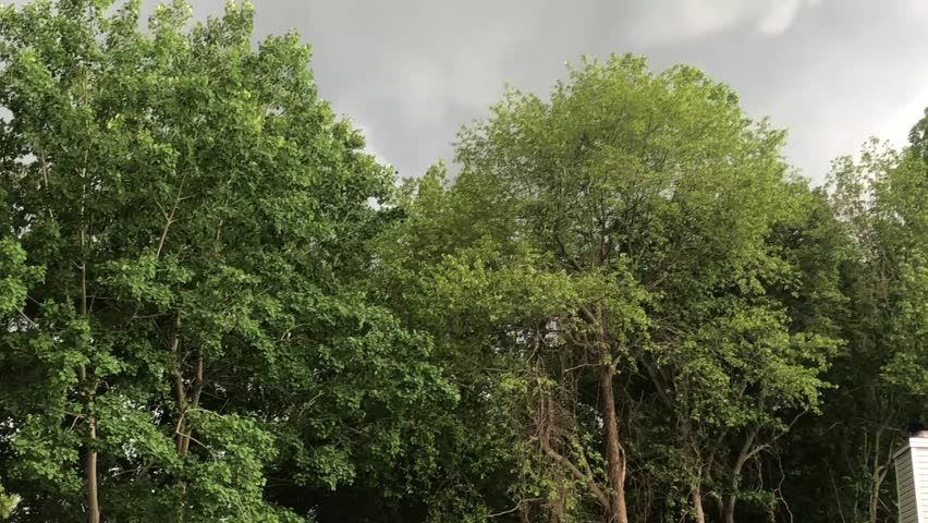 Dark clouds over the trees before the rain 