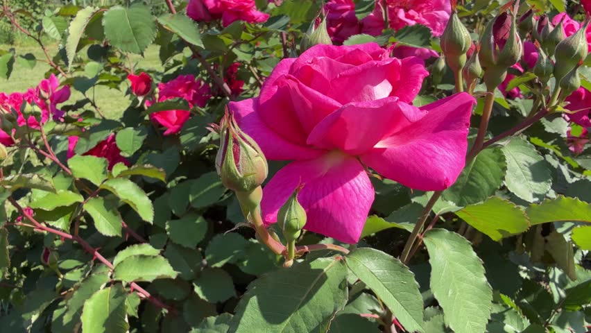 Rose and rosebuds pink flowers in garden.