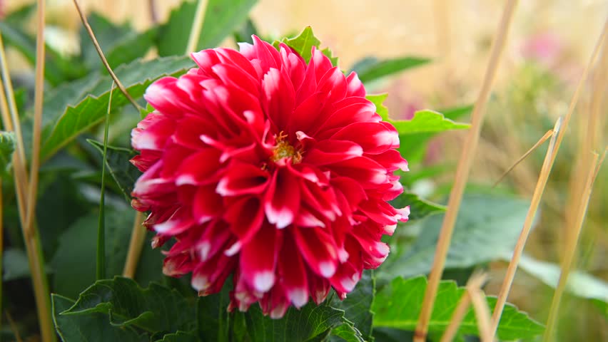 summer garden, decorative plant, red flower - dahlia (Dahlia pinnata Cav.)