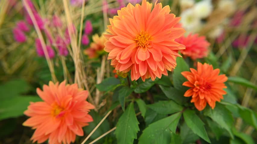 summer garden, Orange flowers - dahlia (Dahlia pinnata Cav.)